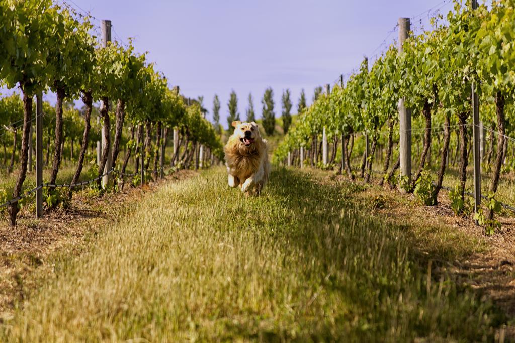 Mayfield Vineyard Orange Exterior foto