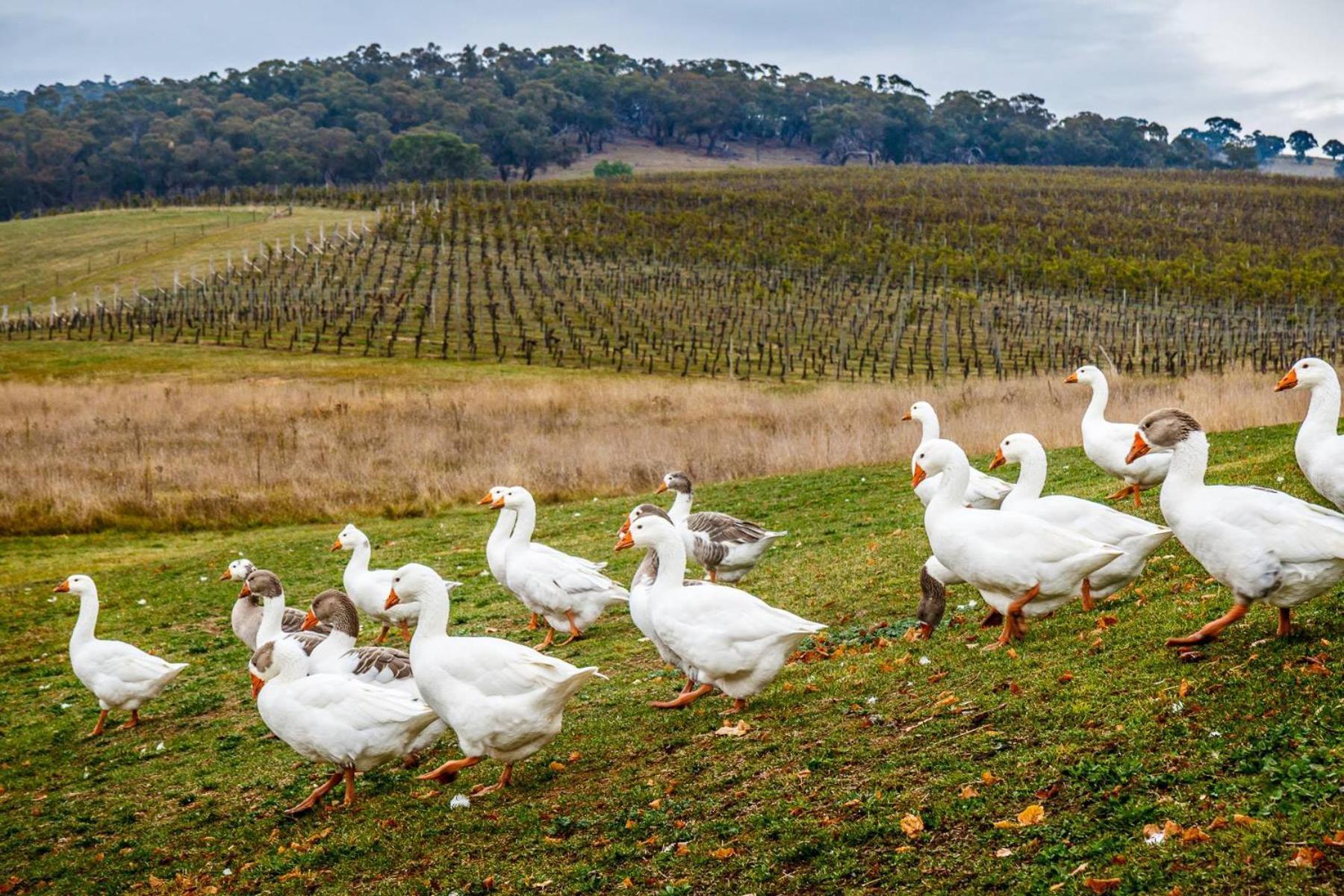 Mayfield Vineyard Orange Exterior foto