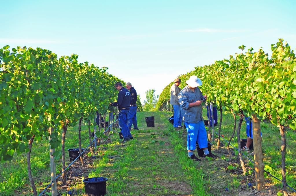 Mayfield Vineyard Orange Exterior foto